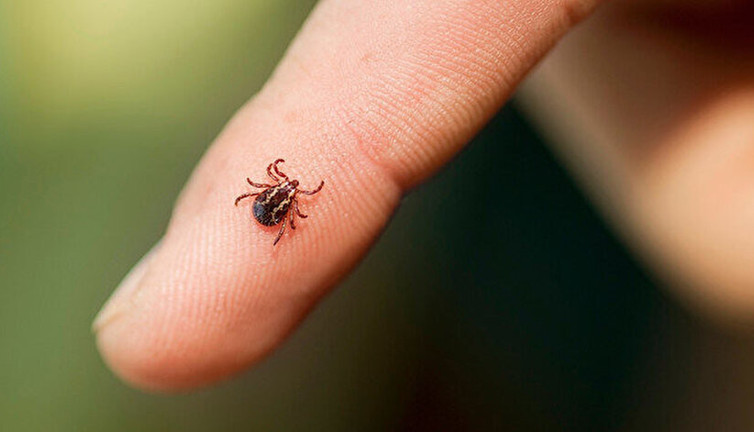 Kene kâbusu geri döndü: Bir can aldı