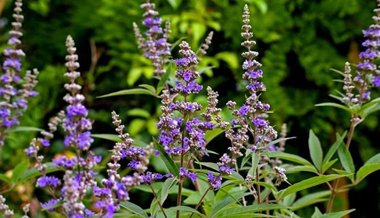 Mucize bitki kısırlığı bitiriyor