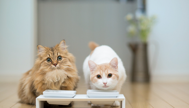 Japon araştırmacılar kanıtladı. Kediler insanlar gibi birbirlerini isimleriyle biliyor