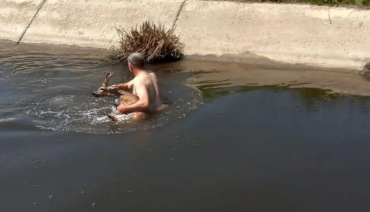 Sulama kanalına düşen karacanın imdadına muhtar yetişti