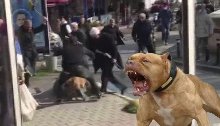 Pitbull silah sayıldı! 2 yıl 6 ay hapis cezası yedi…
