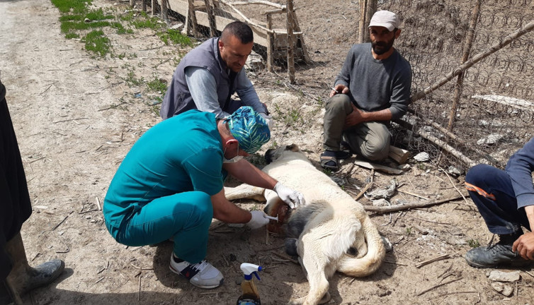 Kurtların saldırdığı köpek tedavi altına alındı