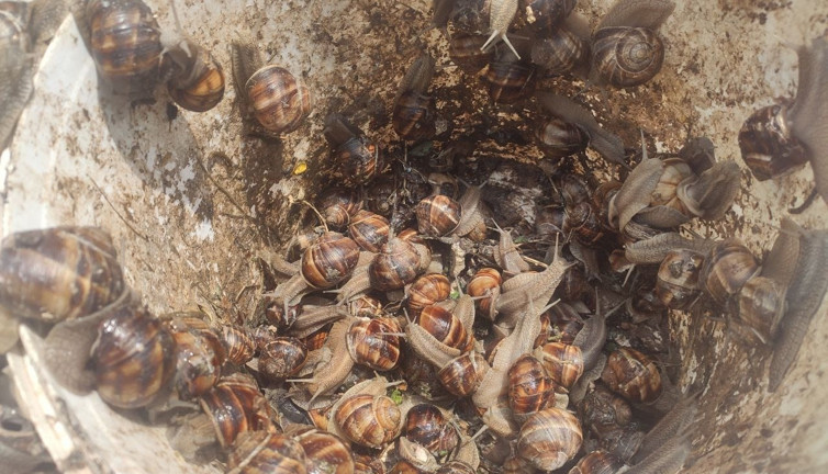 Öyle bir hayvan avladı ki jandarmayı şok etti. Yüzlercesini dakikalar içinde yakaladı