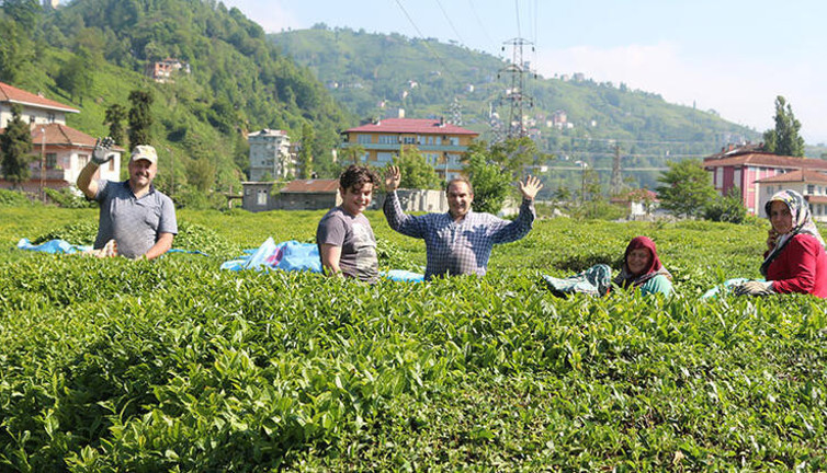 Hasat başladı, Rize'de 'çay göçü' ile nüfus 4'e katlandı