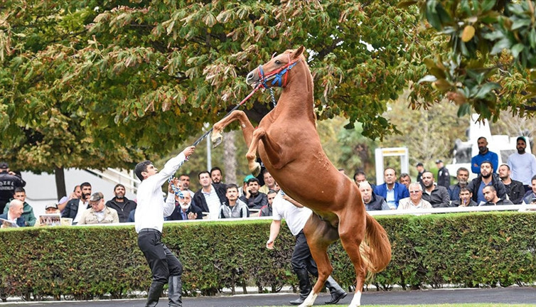 TİGEM bu yıl 280 tayın satışını yapacak