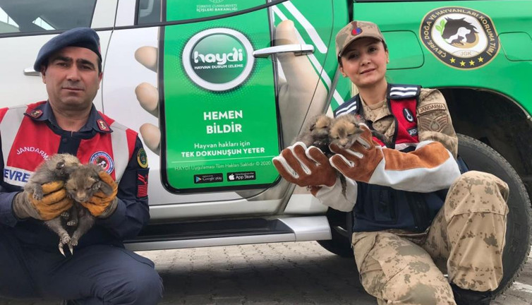 Tilki yavrularının süt annesi jandarmadan