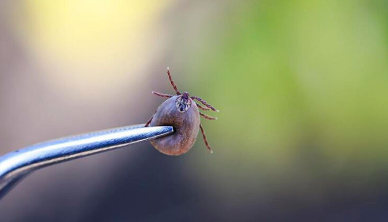 Zara'da keneyi eliyle ezen adam öldü