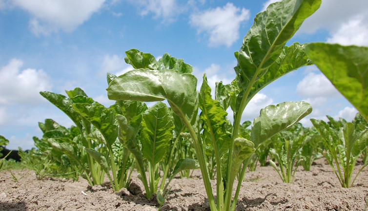 Pancar çiftçisine 490 milyon TL avans ödemesi yapılacak