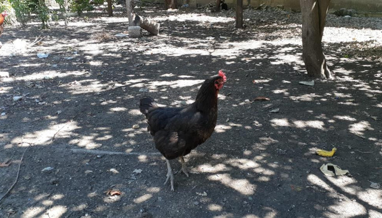 Kümese giren adam tavuğun altında gördü titreyerek oğluna bağırdı