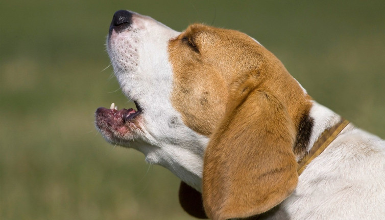Köpekler Ezan sesini duyduklarında neden havlarlar ya da ulurlar