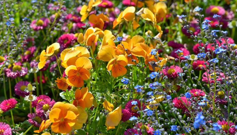 30 yıllık gizem çözüldü. Bitkiler daha hızlı ürün verecek