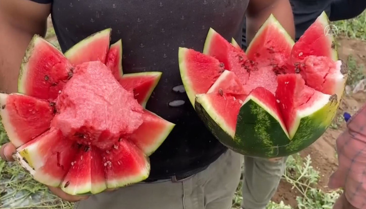 Tescilli Adana karpuzunda hasat gecikmeli başladı. Bakalım fiyatlar düşecek mi?