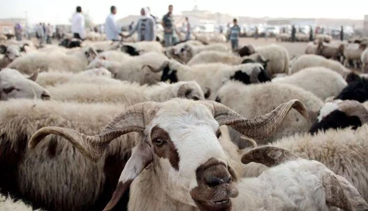 Bu Kurban Bayramı'nda küçükbaş hayvan almak hayal olacak