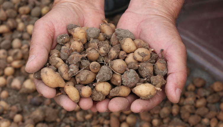 Zihni güçlendiriyor cinsel güce zirve yaptırıyor