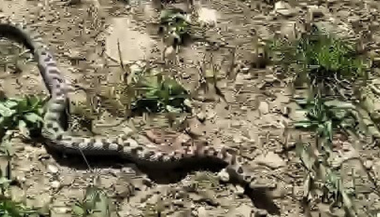 Karabük'te 2 arkadaş gördü. Korkunç gerçeği eve gelince öğrendiler