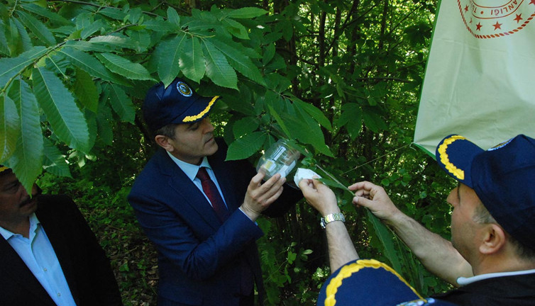 'Katil' gal arısı karşı ‘Terminatör’ böcekler görev başında! Batı Karadeniz’de hızla yayılıyor…