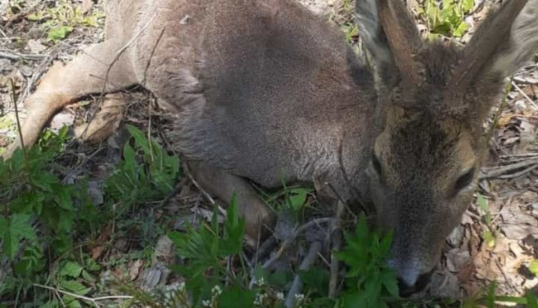 Mantar toplamak için gittiği arazide yaralı karaca yavrusu buldu