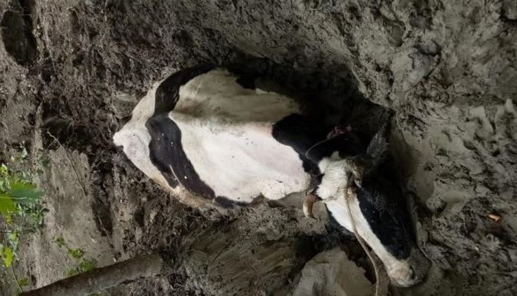 İnek bataklığa saplandı. Alarm verildi