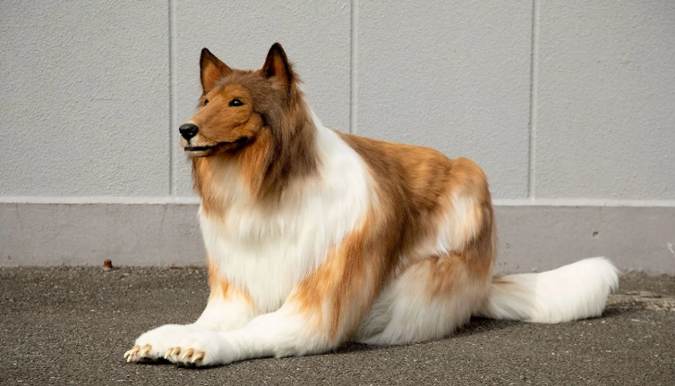 Köpek olmak isteyen adam bakın ne kadar harcadı? Youtube'dan yayılan video viral oldu