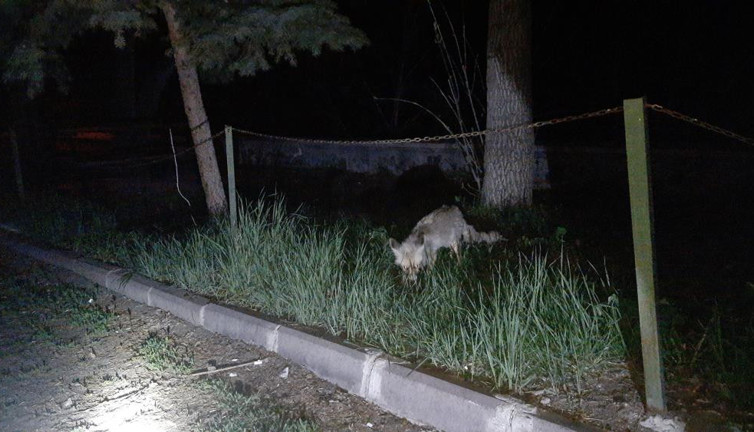 Kars’ta tilkiyi köpek gibi beslediler