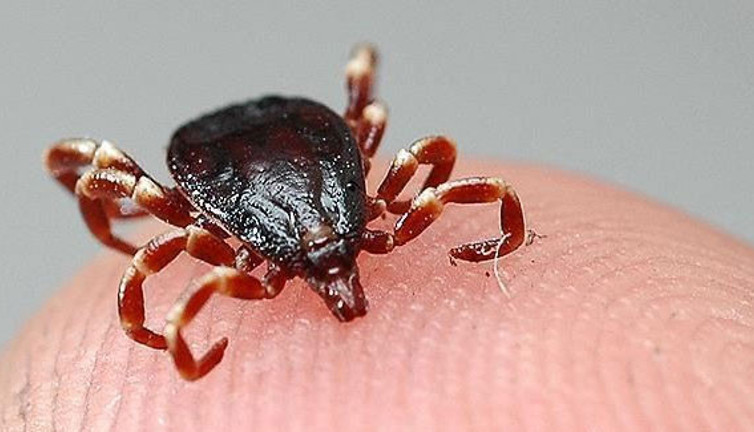 Doğada bulunurken dikkat. Keneyle ilgili uzmanından kritik uyarı