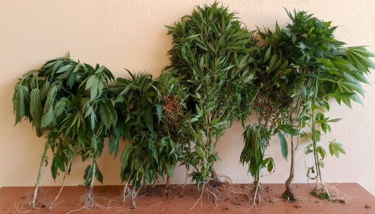 Hatay’da kenevir operasyonu