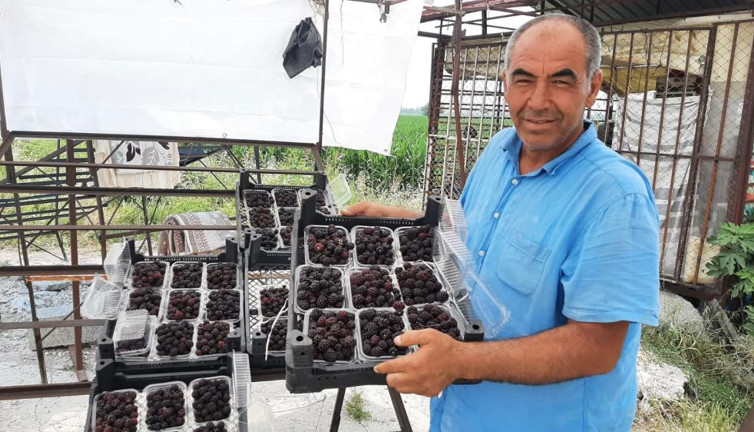 Meraktan böğürtlen üretti şimdi 25 günde 300 bin TL kazanacak