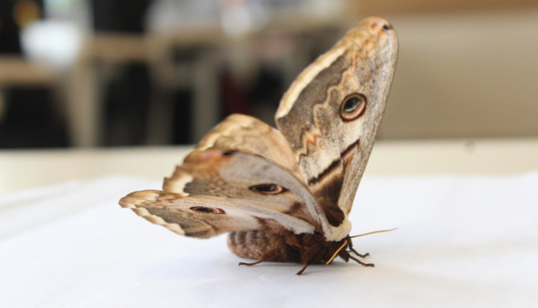Aydos ormanından geldi sınıfın içine girdi görenin ağzı açık kaldı. Öğrencilerin çığlığı okulu inletti. Bu kadar büyüğünü ilk defa gördüler