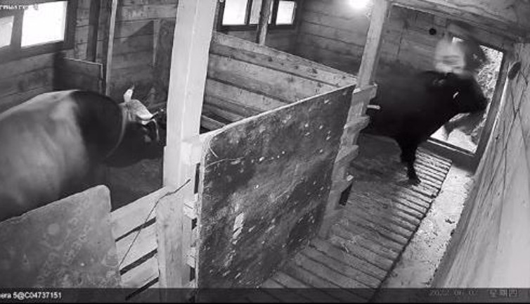 Güreşlere hazırlanan boğa sahibini hastanelik etti