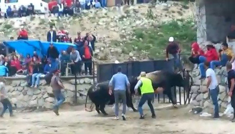 Kızgın boğalar seyircilerin arasına daldı! Ortalık kıyamet gününe döndü…