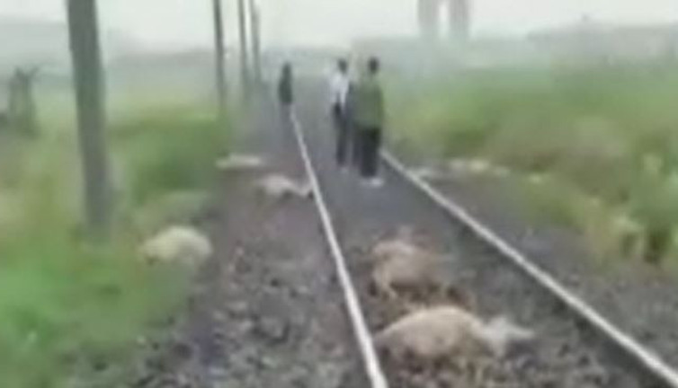 Tren koyun sürüsünü biçti