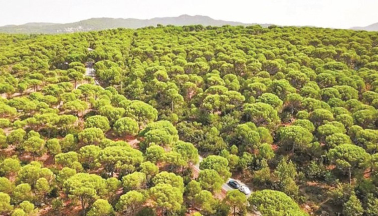 Kozak Yaylası’nda talan. Fıstık ağaçlarını patlatacaklar