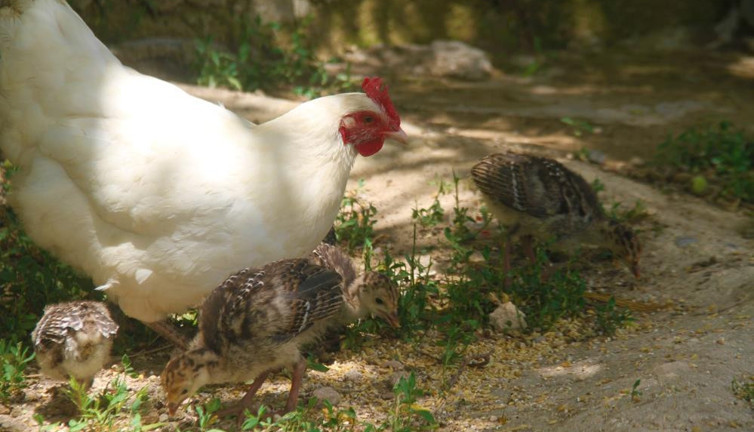 Yavruları ölen tavuk çiftçiyi şaşkına çevirdi