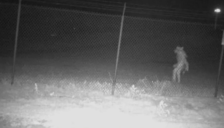 Hayvanat bahçesinde gece yarısı görüntülendi. Gizemli varlık paniği