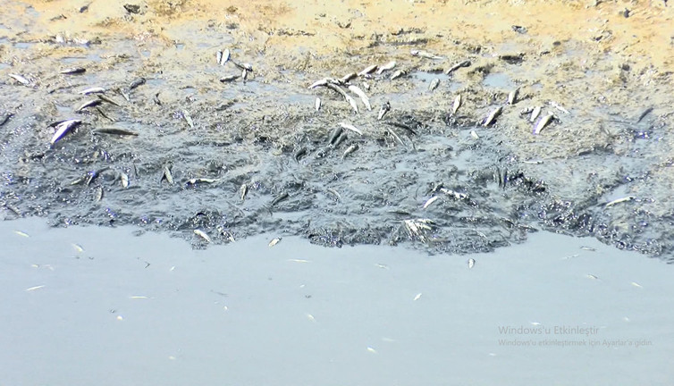 Silivri'de balık ölümlerine inceleme