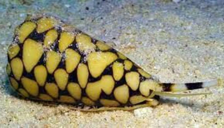 Kaş Marmaris ve Alanya'da görüldü. 30 kişiyi 3 dakikada öldürüyor. Sahilde görürseniz sakın dokunmayın