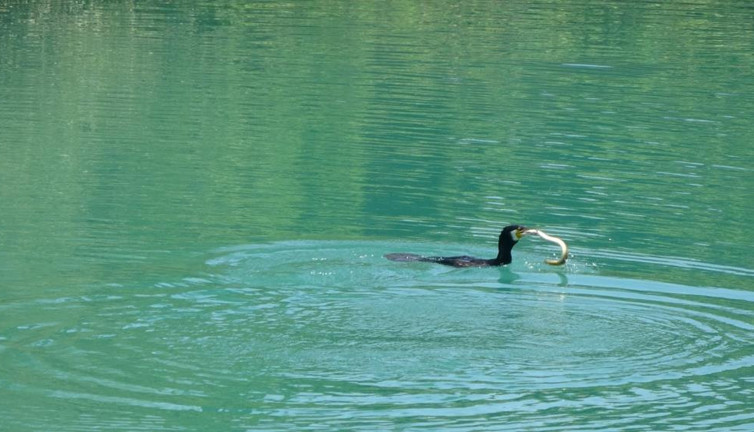 Kuş ile yılanın kapışması nefes kesti