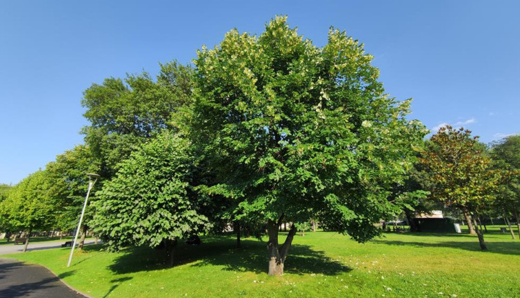 Kilosu yüzlerce liraya satılıyor ama kimse toplamıyor. Sokak ve parkları parfüm dükkanına çevirdi
