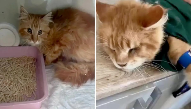 20 kediyle yaşıyordu: Aç kalan kediler sahiplerini yedi