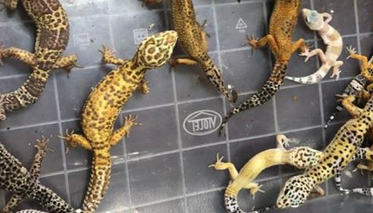 Tropik hayvan kaçakçılarına operasyon: 62 gözaltı