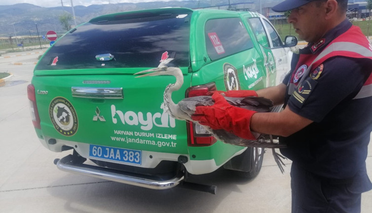Havaalanında yaralı halde bulunan balıkçıl kuşu tedavi altına alındı