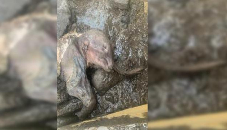 Altın madeninde 30 bin yıllık 'bozulmamış yavru mamut' bulundu