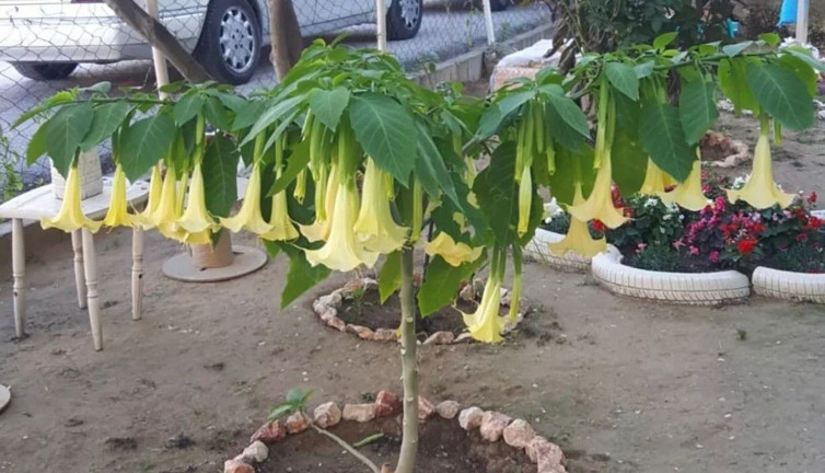 Bahçesindeki nadir bulunan çiçeği çaldılar