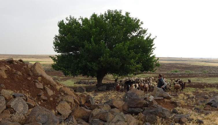 Yağmurdan kaçan 6 çobanın üstüne yıldırım düştü