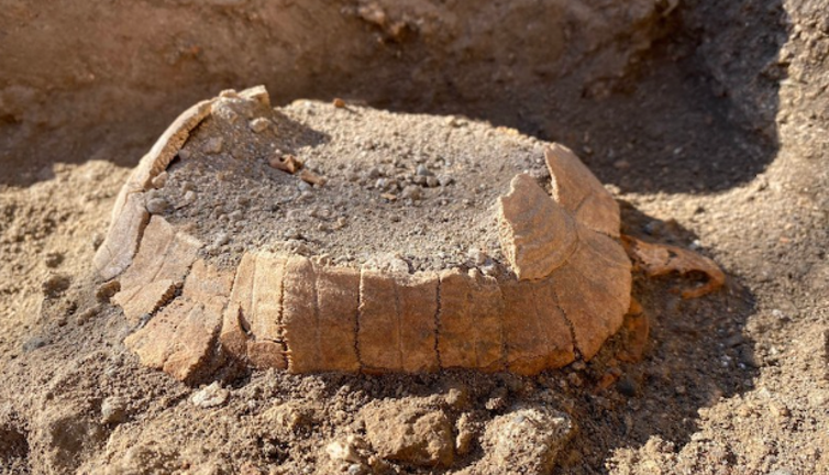Kazılarında hamile kaplumbağa kalıntıları bulundu
