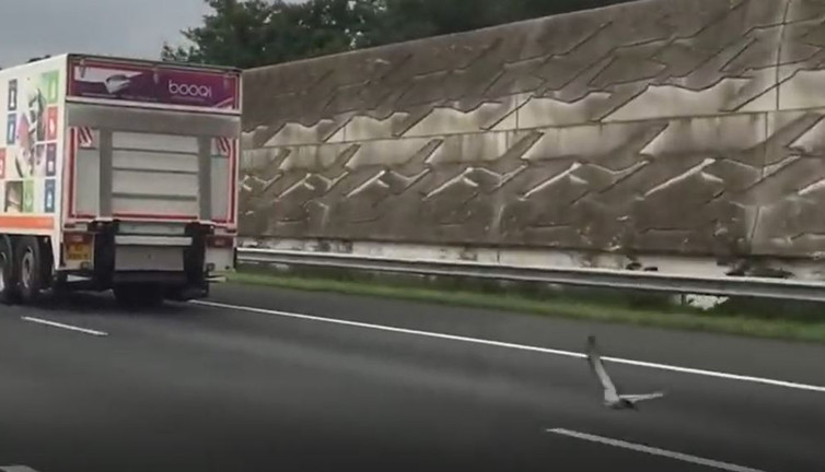 Güvercin fizik kurallarını uygulayıp araçlarla yarıştı. 100 kilometreye ulaştı. Güvercin fizik kurallarını uygulayıp araçlarla yarıştı