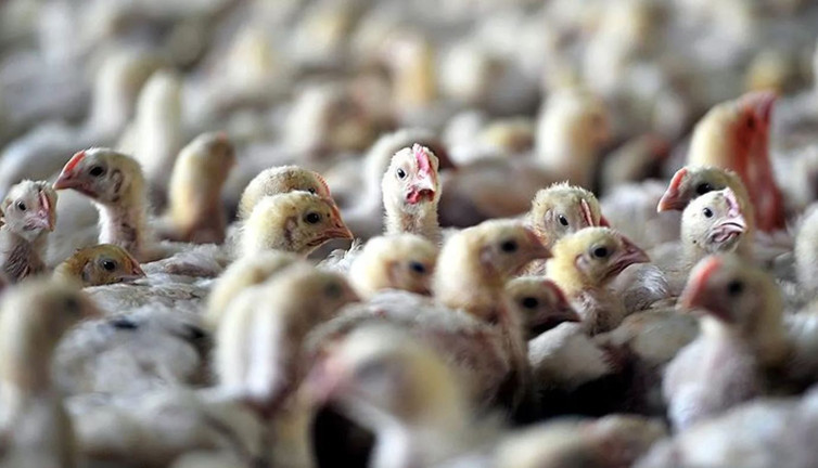 Kuş gribi alarmı. 200 bin kümes hayvanı itlaf edildi