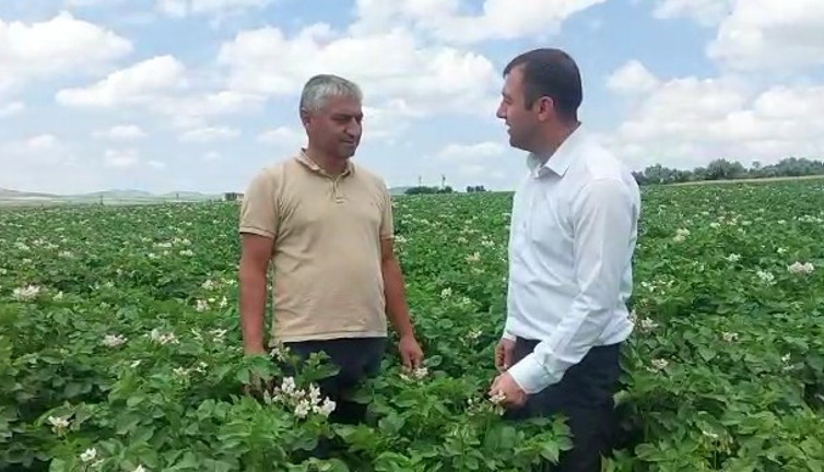 Bir patates üreticisi tarlasından isyan etti: Rakamları tek tek açıkladı