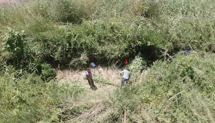 Sazlıklar arasına gizlenmiş 543 kök kenevir ele geçirildi