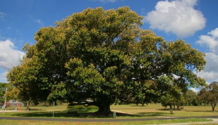 Yetkili isim uyardı. İncir ağaçlarındaki büyük tehlike
